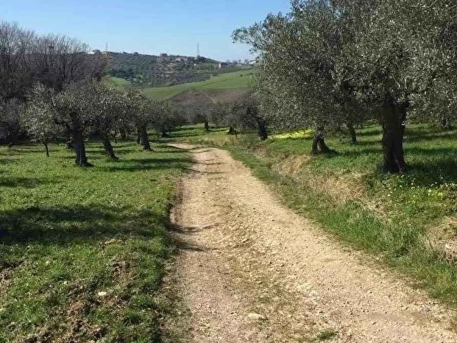 Immagine 6 di Terreno agricolo in vendita  in CONTRADA POLERCIA a Vasto