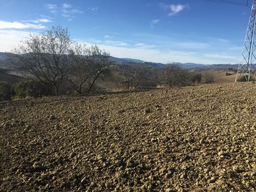 Immagine 8 di Azienda agricola in vendita  in CONTRADA SCOSSE a Cupello