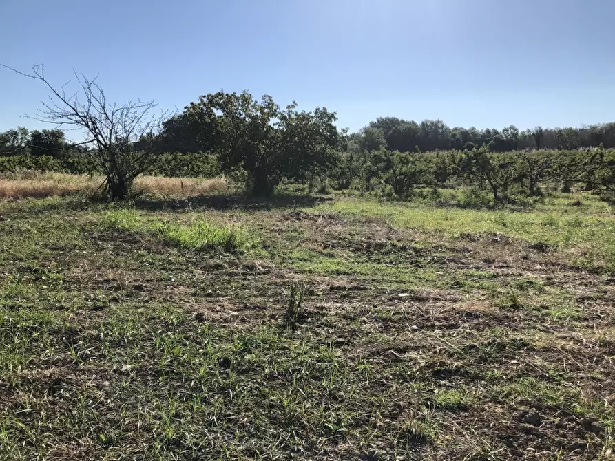 Immagine 7 di Terreno industriale in vendita  in CONTRADA PADULA a San Salvo