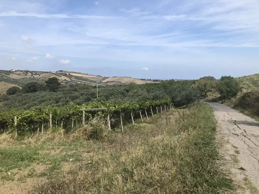 Immagine 7 di Terreno agricolo in vendita  in contrada strampalato a Cupello