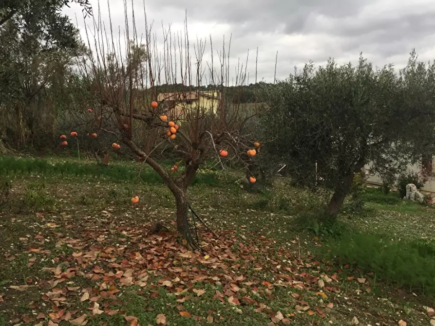 Immagine 12 di Terreno edificabile in vendita  in VIA ISTONIA a Cupello