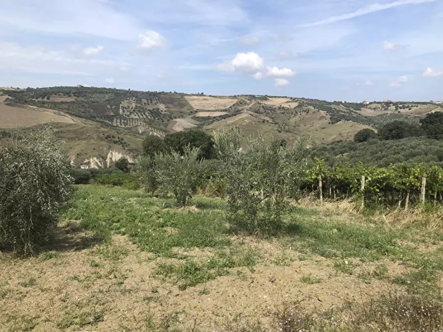 Immagine 8 di Terreno agricolo in vendita  in contrada strampalato a Cupello