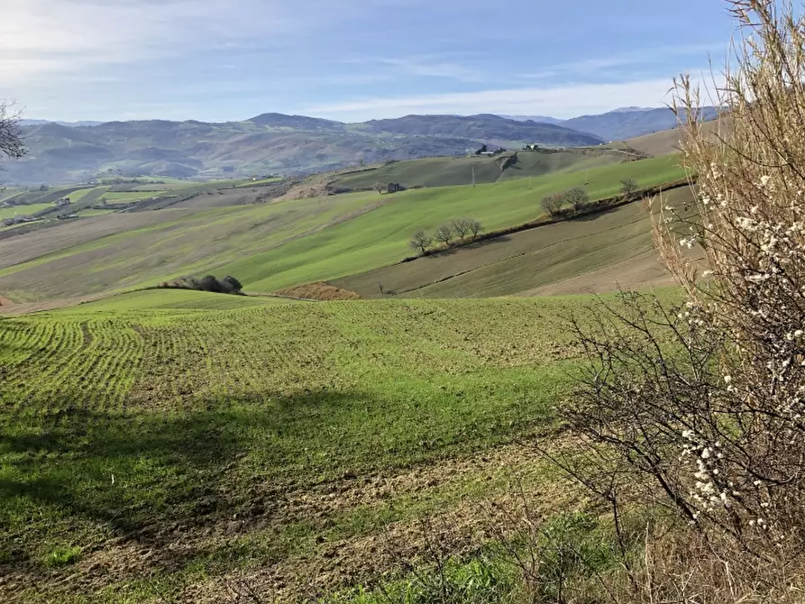 Immagine 7 di Terreno agricolo in vendita  in STRAMPALATO a Cupello