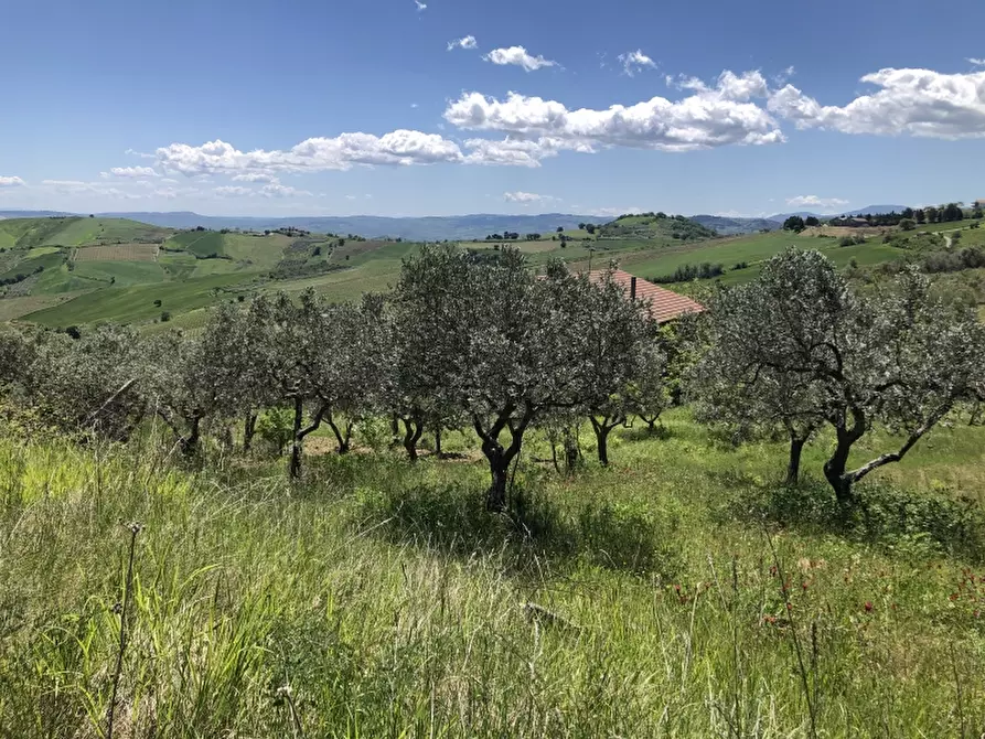 Immagine 9 di Rustico / casale in vendita  in colle mincuccio a Cupello