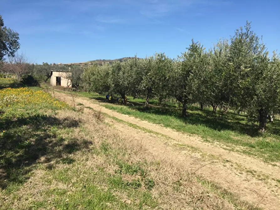 Immagine 9 di Terreno agricolo in vendita  in CONTRADA POLERCIA a Vasto
