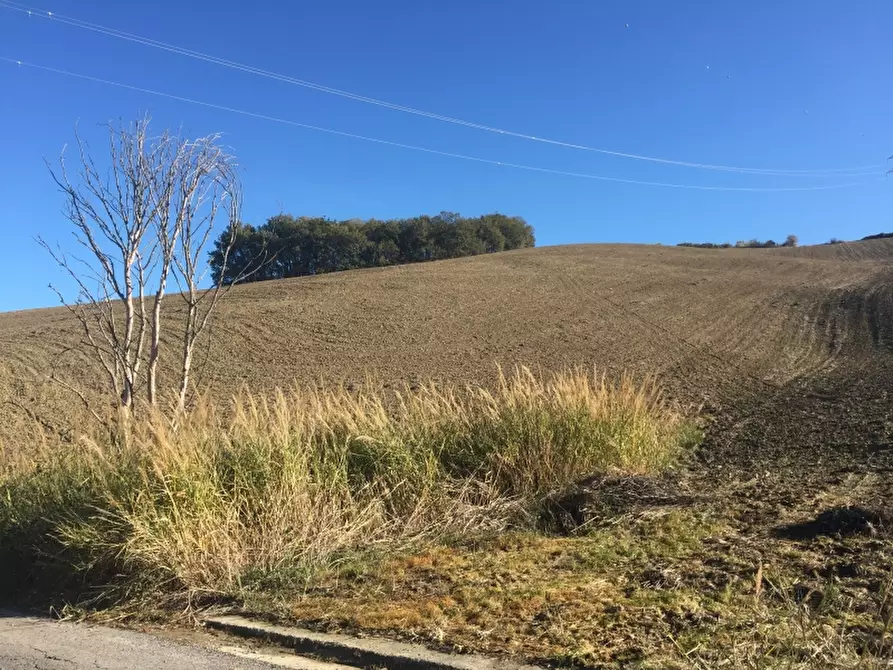 Immagine 12 di Azienda agricola in vendita  in CONTRADA SCOSSE a Cupello