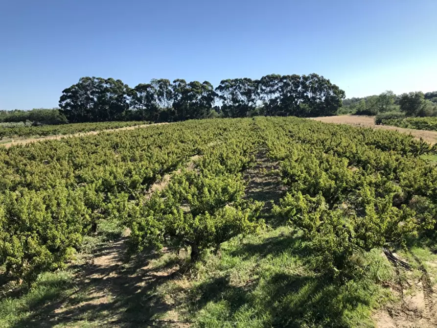 Immagine 10 di Terreno industriale in vendita  in CONTRADA PADULA a San Salvo