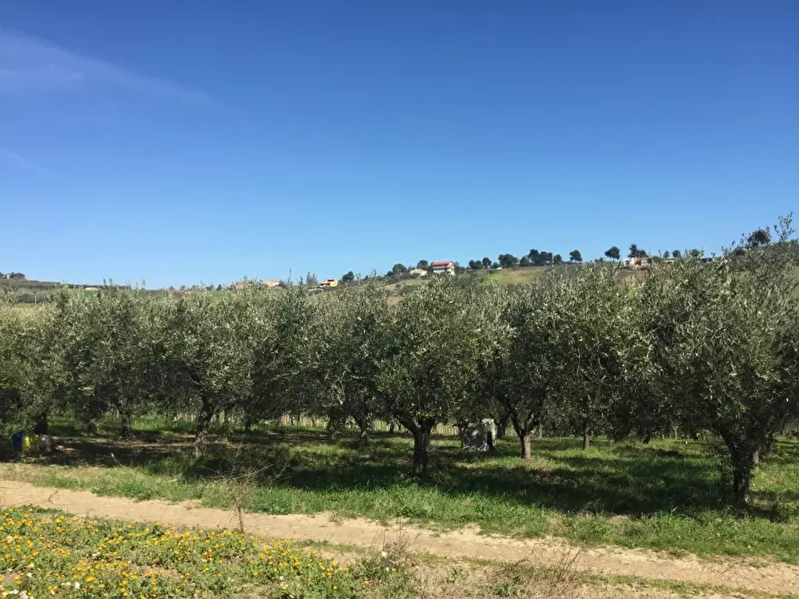 Immagine 10 di Terreno agricolo in vendita  in CONTRADA POLERCIA a Vasto