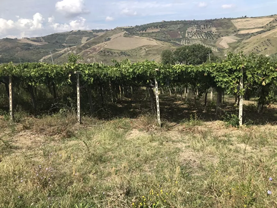 Immagine 1 di Terreno agricolo in vendita  in contrada strampalato a Cupello