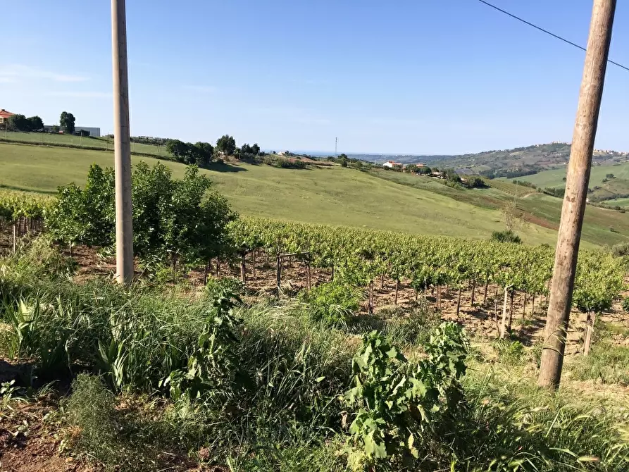 Immagine 4 di Azienda agricola in vendita  in CONTRADA MORELLE a Vasto