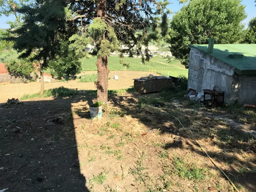 Immagine 5 di Azienda agricola in vendita  in CONTRADA MORELLE a Vasto
