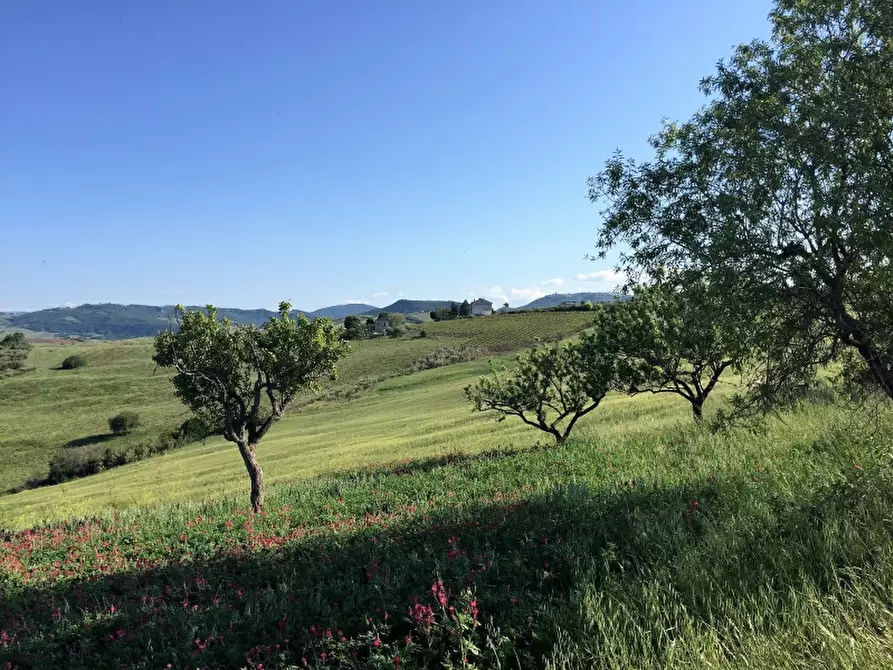 Immagine 6 di Azienda agricola in vendita  in CONTRADA MORELLE a Vasto