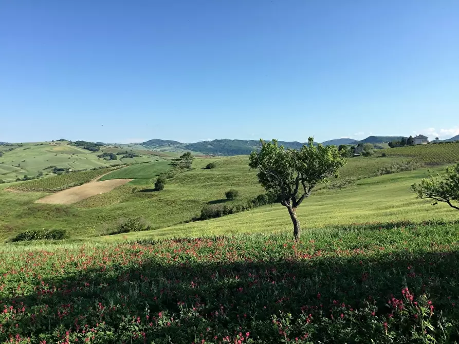 Immagine 8 di Azienda agricola in vendita  in CONTRADA MORELLE a Vasto
