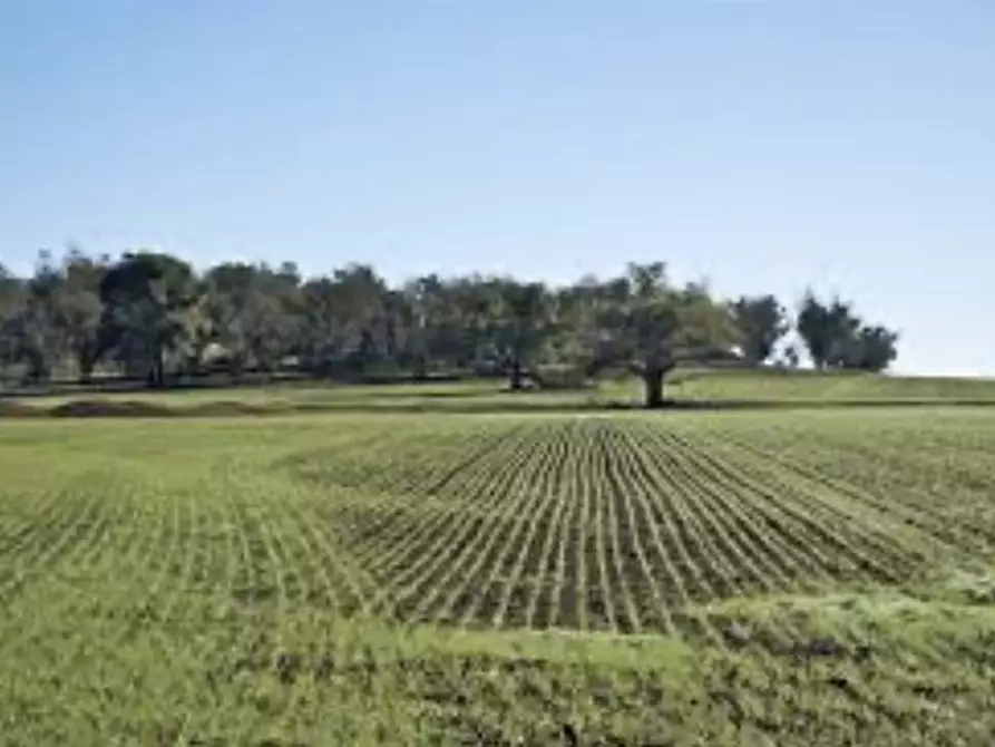 Immagine 1 di Terreno agricolo in vendita  in Frazione Taipana a Taipana