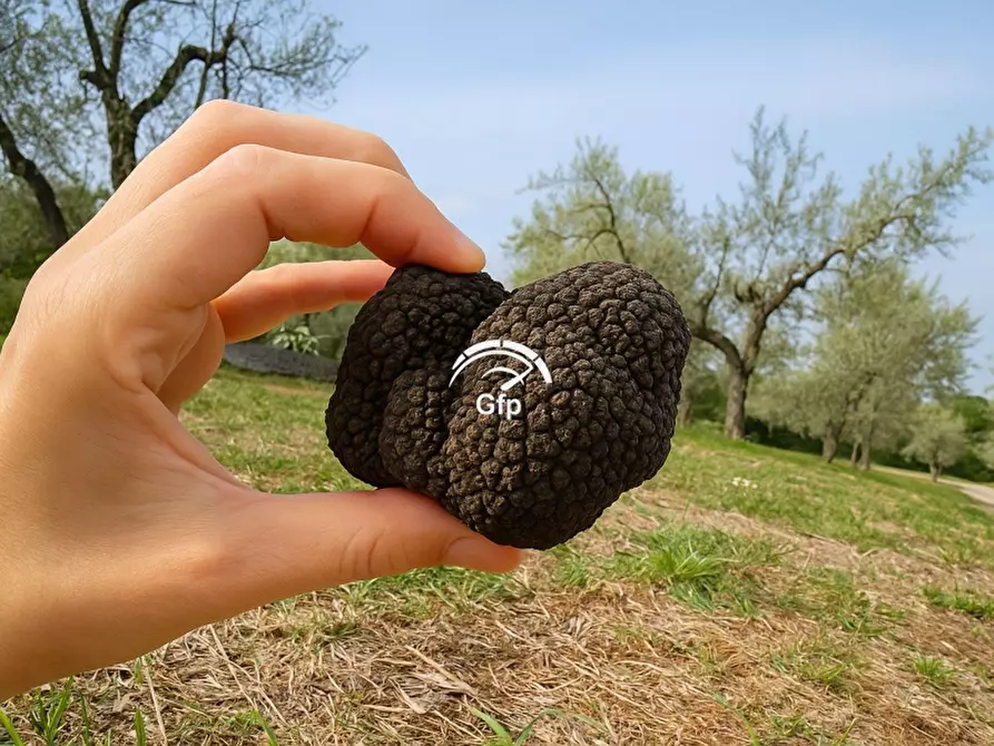 Immagine 9 di Bar / Ristorante in vendita  in VIA ROMA 1 a Sant'anna D'alfaedo