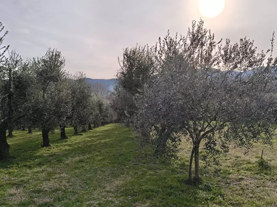 Immagine 3 di Terreno agricolo in vendita  in ROCCARAVINDOLA BASSA a Montaquila