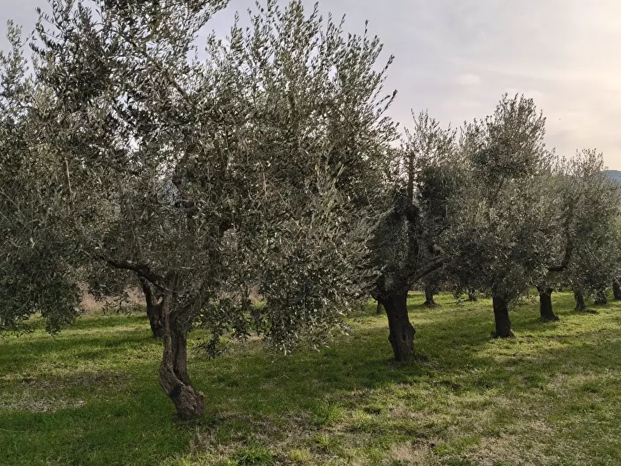 Immagine 4 di Terreno agricolo in vendita  in ROCCARAVINDOLA BASSA a Montaquila