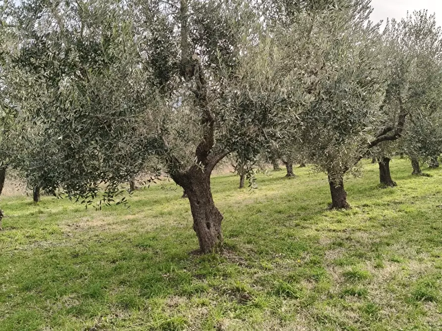 Immagine 6 di Terreno agricolo in vendita  in ROCCARAVINDOLA BASSA a Montaquila