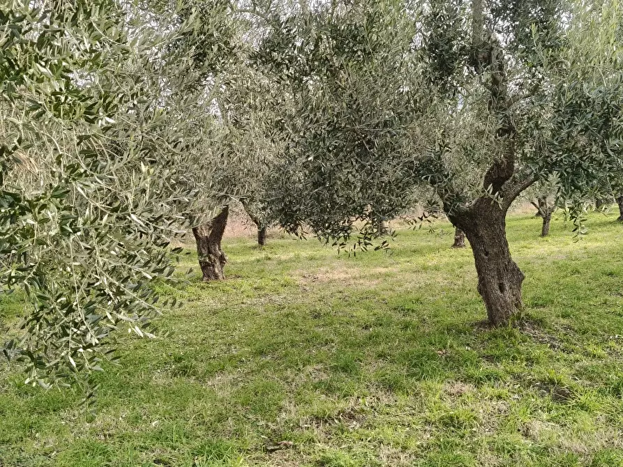Immagine 8 di Terreno agricolo in vendita  in ROCCARAVINDOLA BASSA a Montaquila
