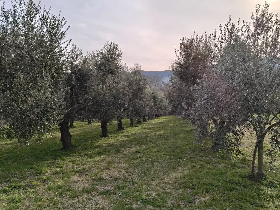 Immagine 9 di Terreno agricolo in vendita  in ROCCARAVINDOLA BASSA a Montaquila