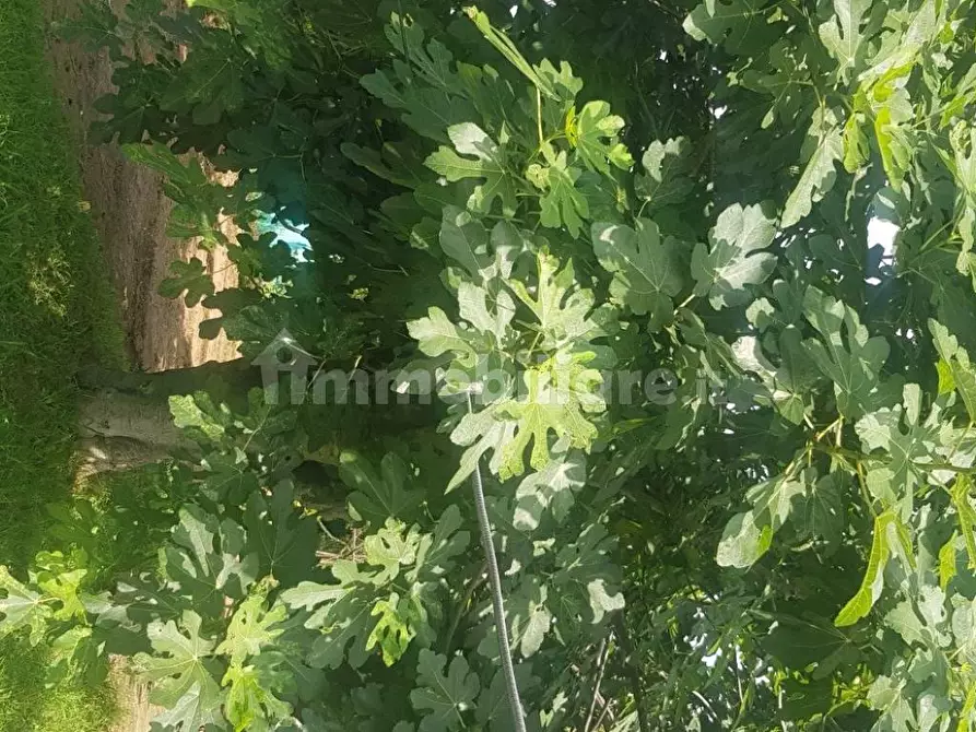 Immagine 3 di Terreno agricolo in vendita  in Via delle Macchie a Livorno