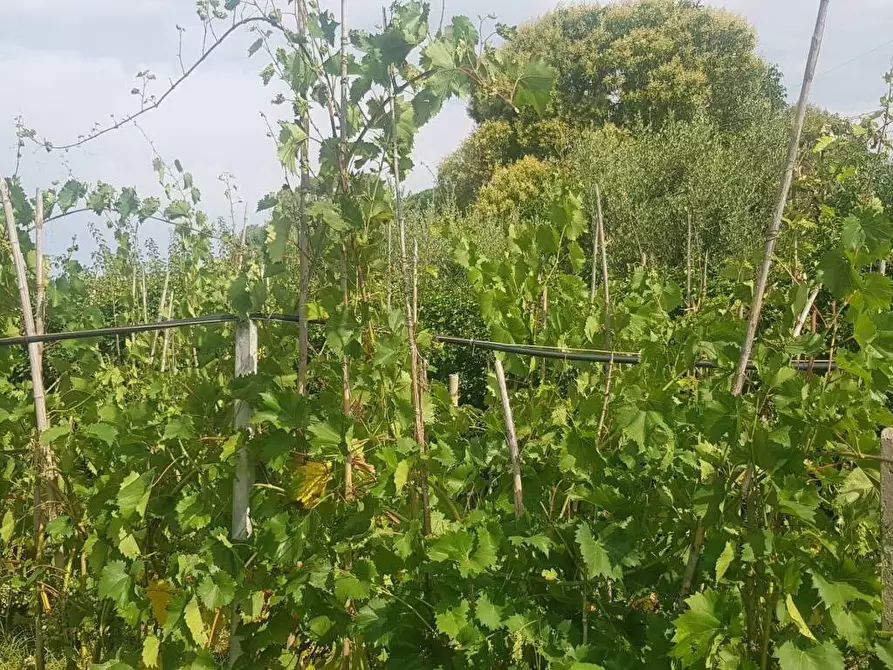 Immagine 6 di Terreno agricolo in vendita  in Via delle Macchie a Livorno