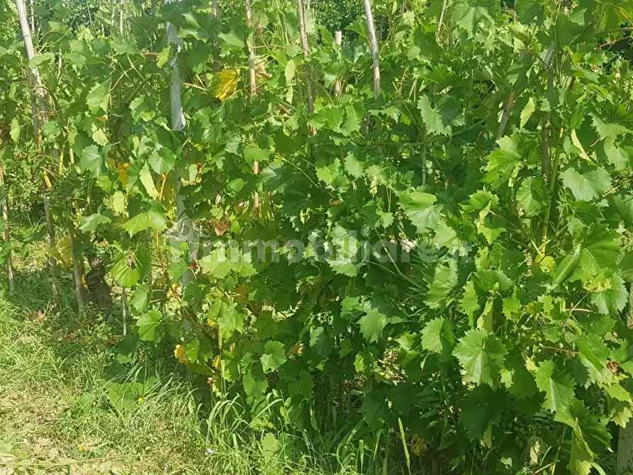 Immagine 9 di Terreno agricolo in vendita  in Via delle Macchie a Livorno