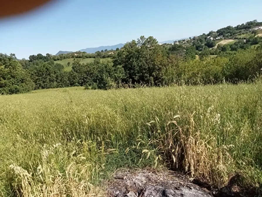 Immagine 12 di Azienda agricola in vendita  in CARATTANO a Gioia Sannitica