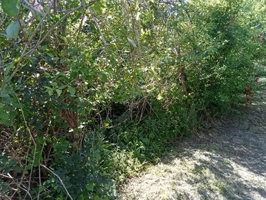 Immagine 14 di Azienda agricola in vendita  in CARATTANO a Gioia Sannitica