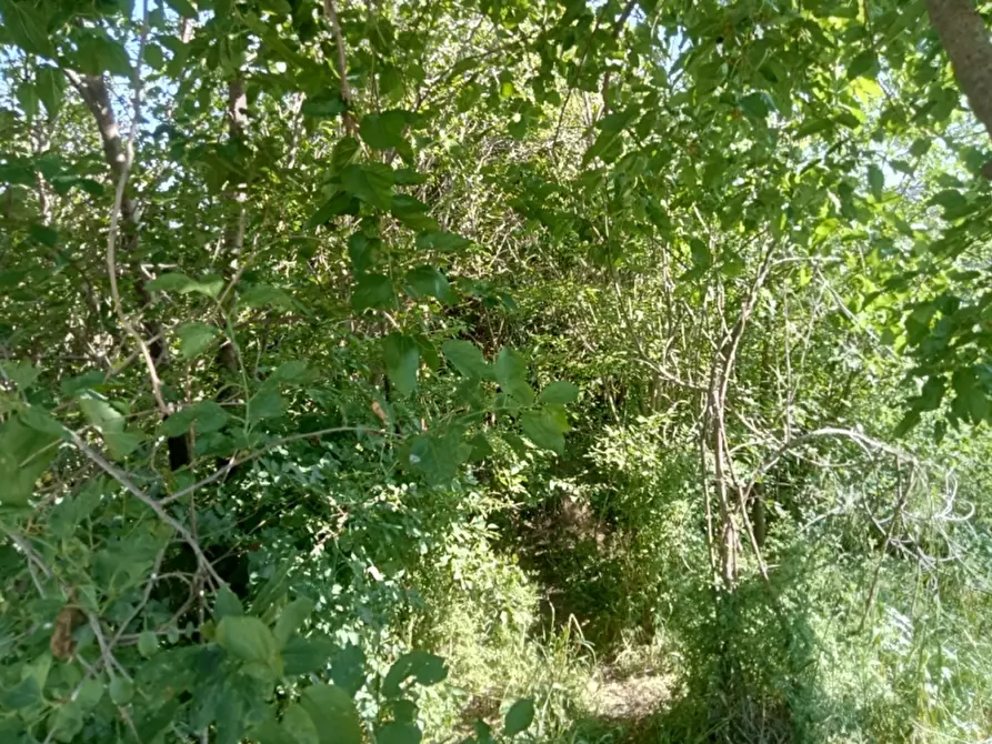 Immagine 18 di Azienda agricola in vendita  in CARATTANO a Gioia Sannitica