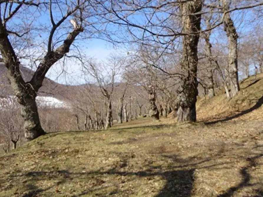 Immagine 4 di Terreno agricolo in vendita  in VIA LATTANI a Roccamonfina