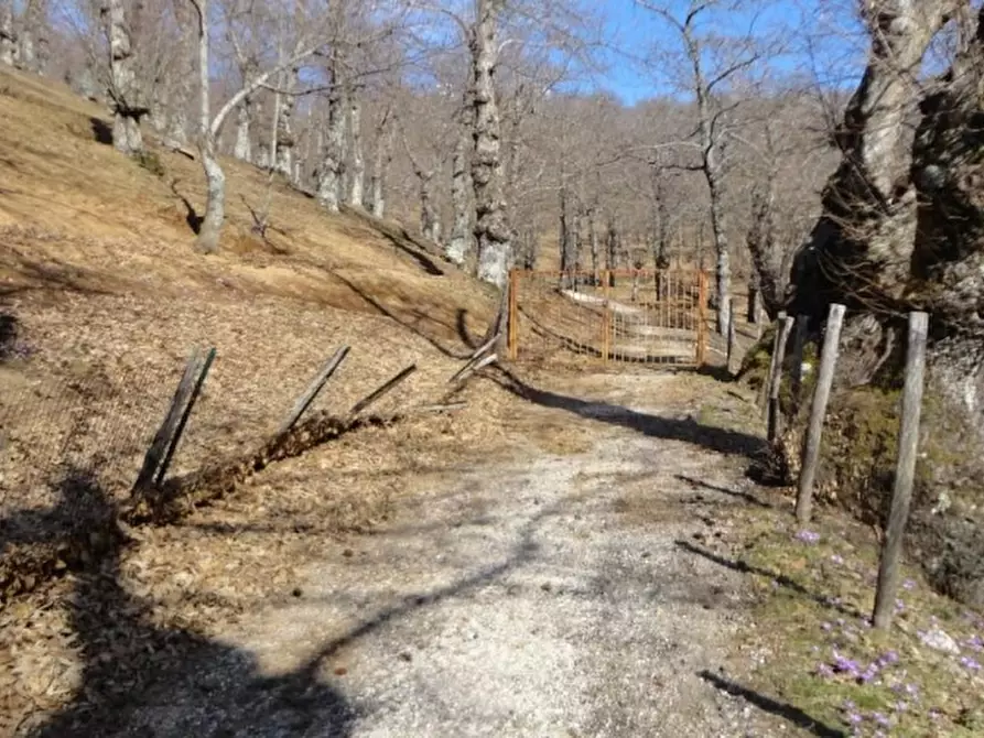 Immagine 1 di Terreno agricolo in vendita  in VIA LATTANI a Roccamonfina