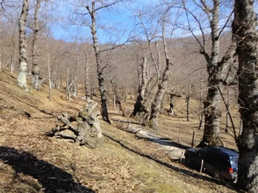Immagine 2 di Terreno agricolo in vendita  in VIA LATTANI a Roccamonfina
