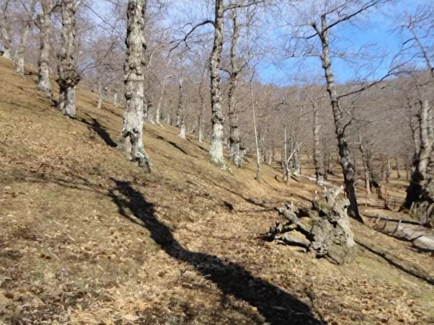 Immagine 3 di Terreno agricolo in vendita  in VIA LATTANI a Roccamonfina