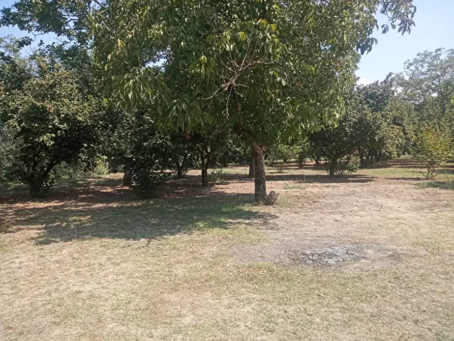 Immagine 4 di Casa indipendente in vendita  a Caianello