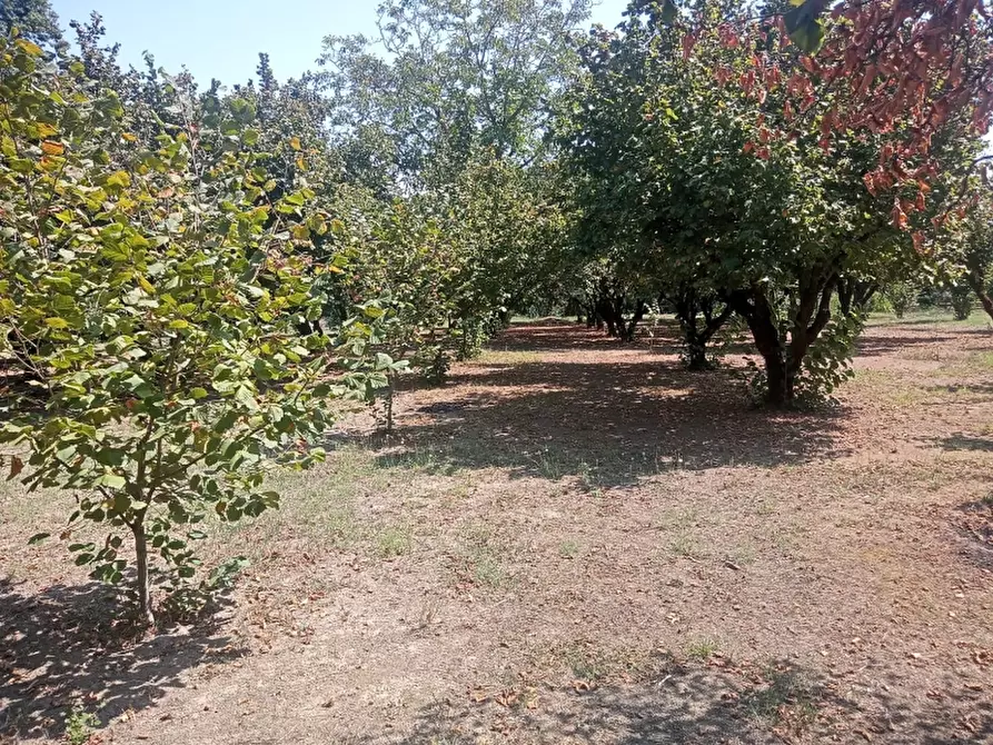 Immagine 35 di Casa indipendente in vendita  a Caianello