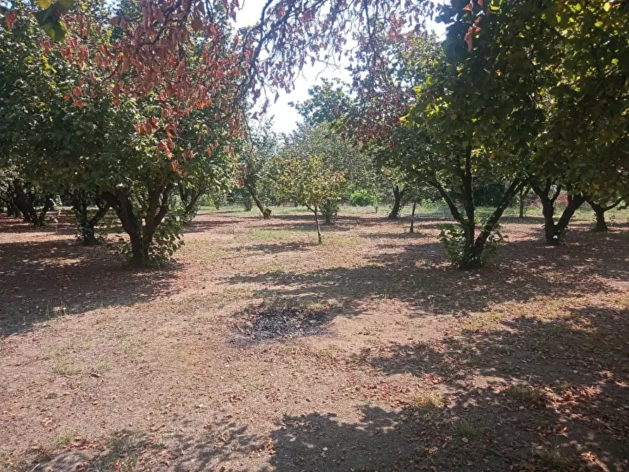 Immagine 36 di Casa indipendente in vendita  a Caianello