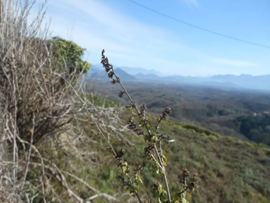 Immagine 6 di Casa indipendente in vendita  a Marzano Appio