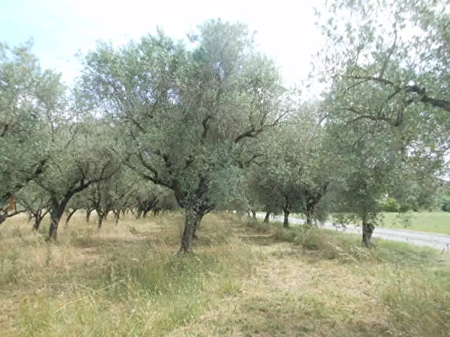 Immagine 1 di Terreno industriale in vendita  a Vairano Patenora