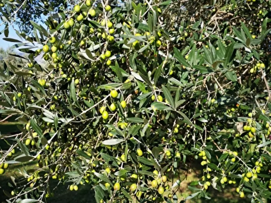 Immagine 12 di Terreno agricolo in vendita  in PRATA SANNITA a Prata Sannita