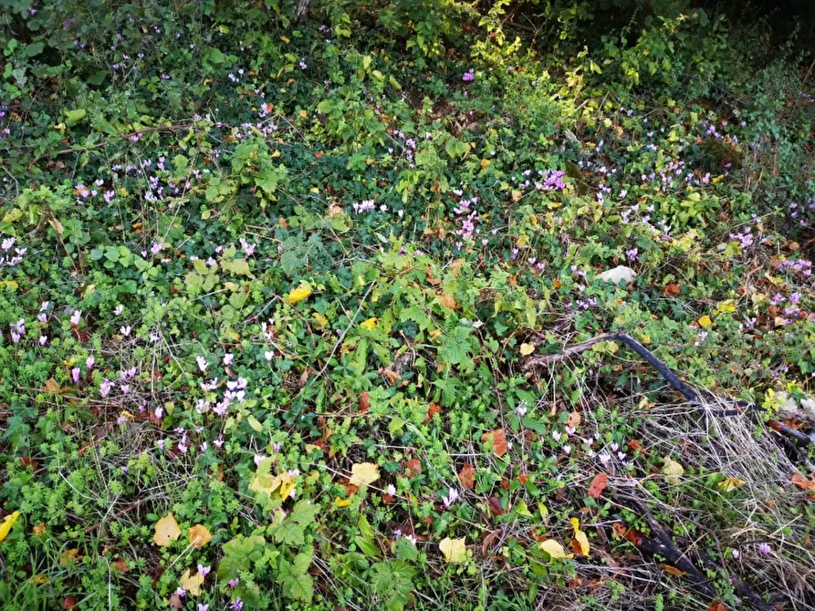 Immagine 13 di Terreno agricolo in vendita  in PRATA SANNITA a Prata Sannita
