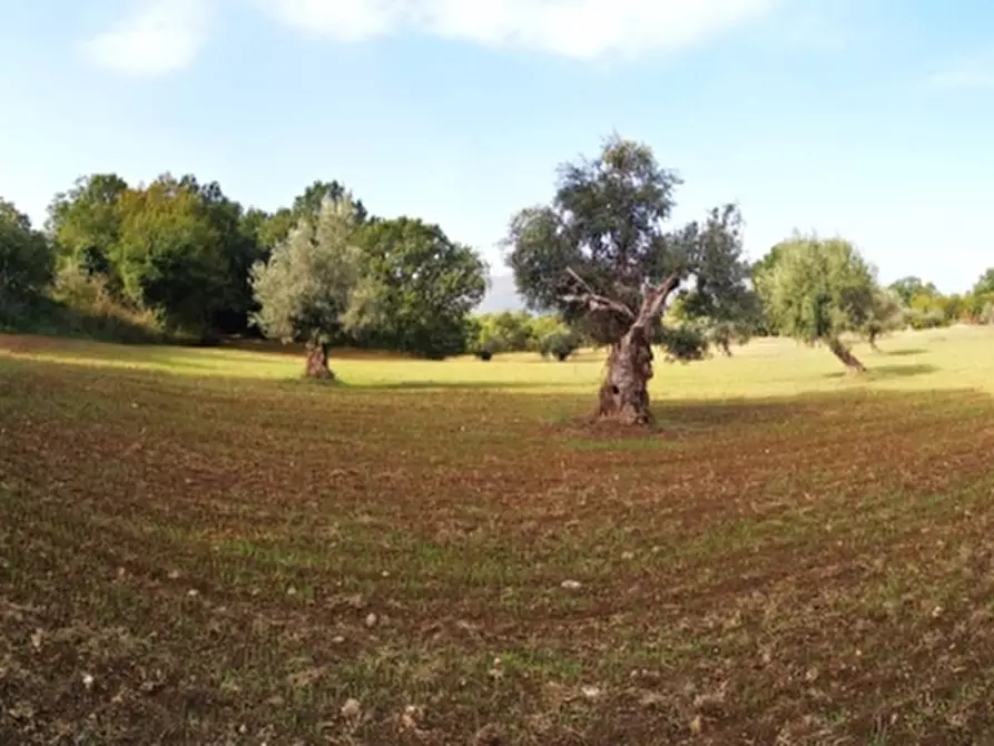 Immagine 16 di Terreno agricolo in vendita  in PRATA SANNITA a Prata Sannita