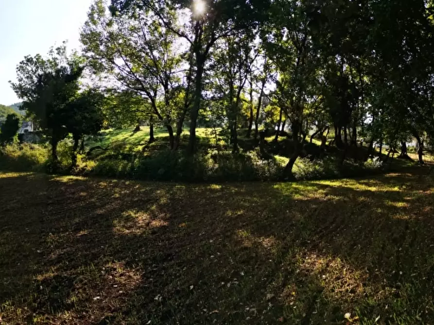 Immagine 17 di Terreno agricolo in vendita  in PRATA SANNITA a Prata Sannita