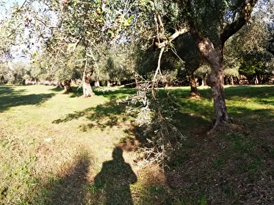 Immagine 18 di Terreno agricolo in vendita  in PRATA SANNITA a Prata Sannita