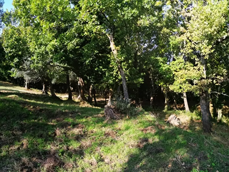 Immagine 24 di Terreno agricolo in vendita  in PRATA SANNITA a Prata Sannita