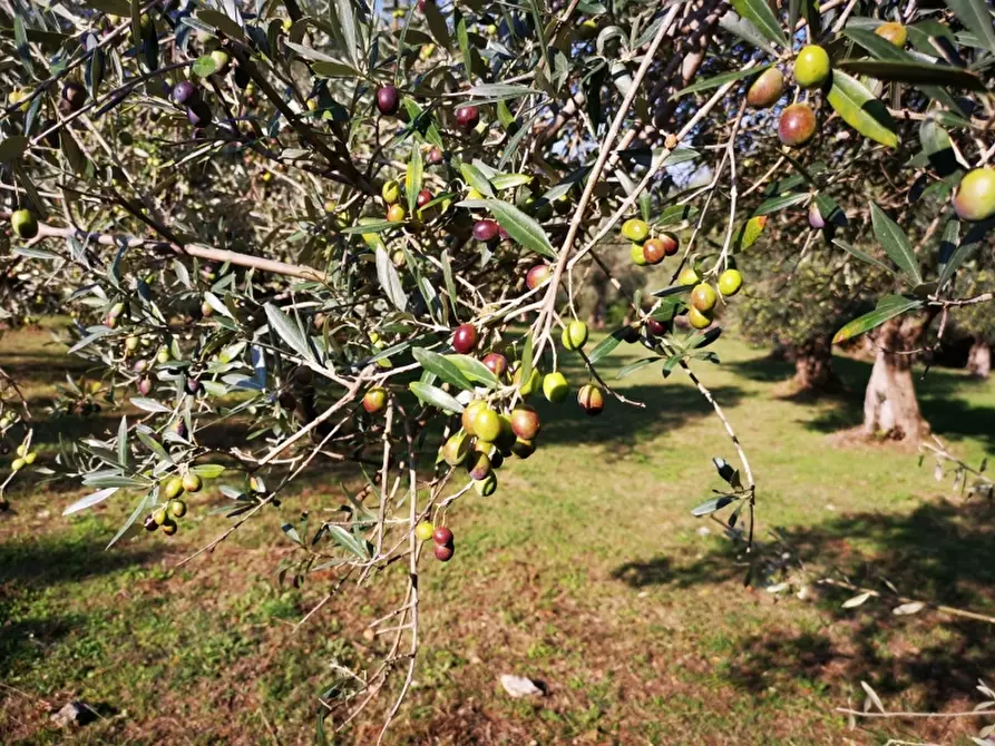 Immagine 28 di Terreno agricolo in vendita  in PRATA SANNITA a Prata Sannita