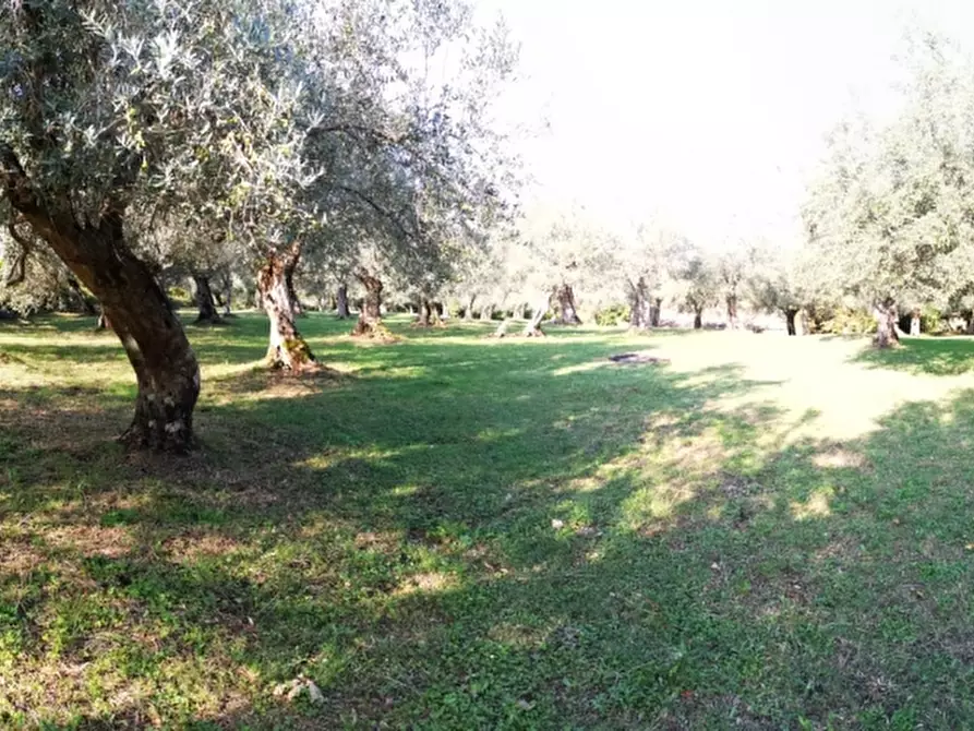 Immagine 31 di Terreno agricolo in vendita  in PRATA SANNITA a Prata Sannita