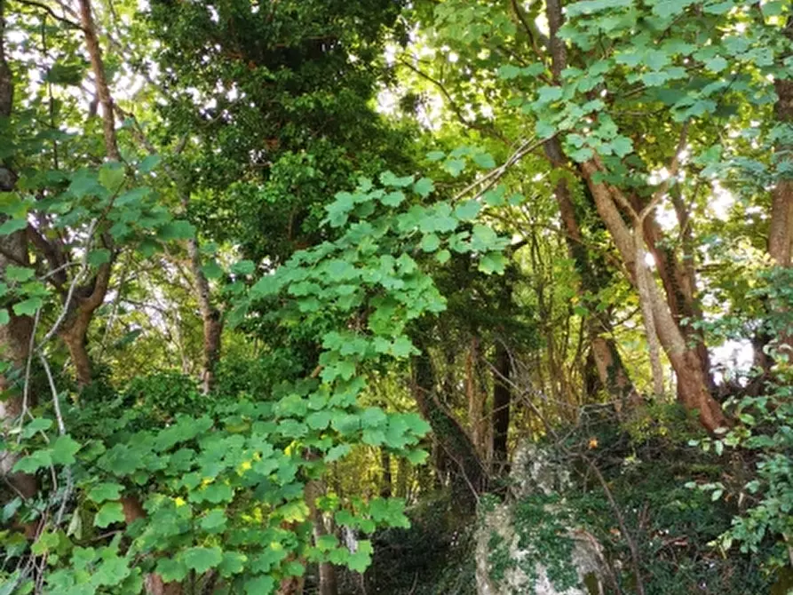 Immagine 7 di Terreno agricolo in vendita  in PRATA SANNITA a Prata Sannita