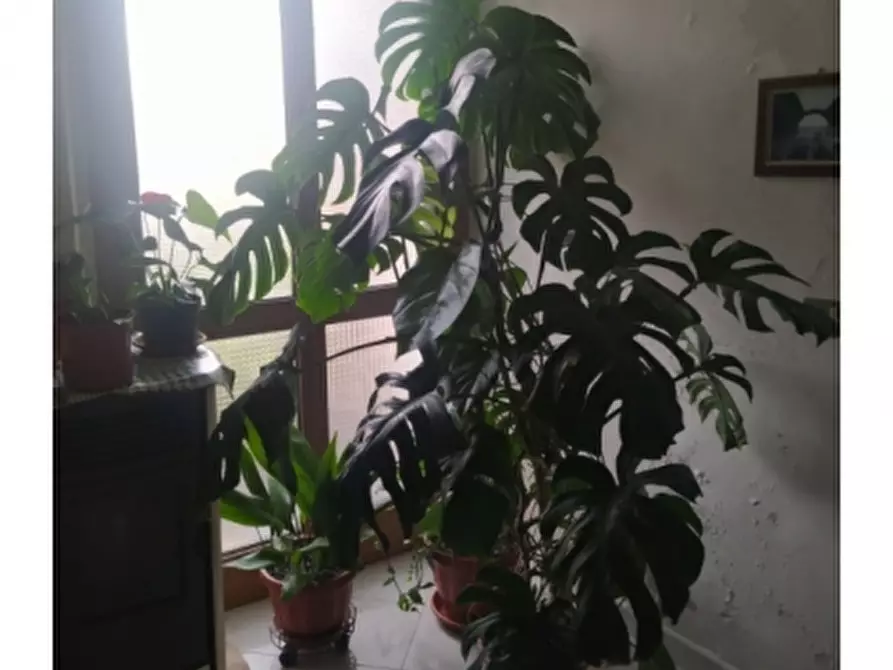 Immagine 8 di Porzione di casa in vendita  a Piedimonte Matese