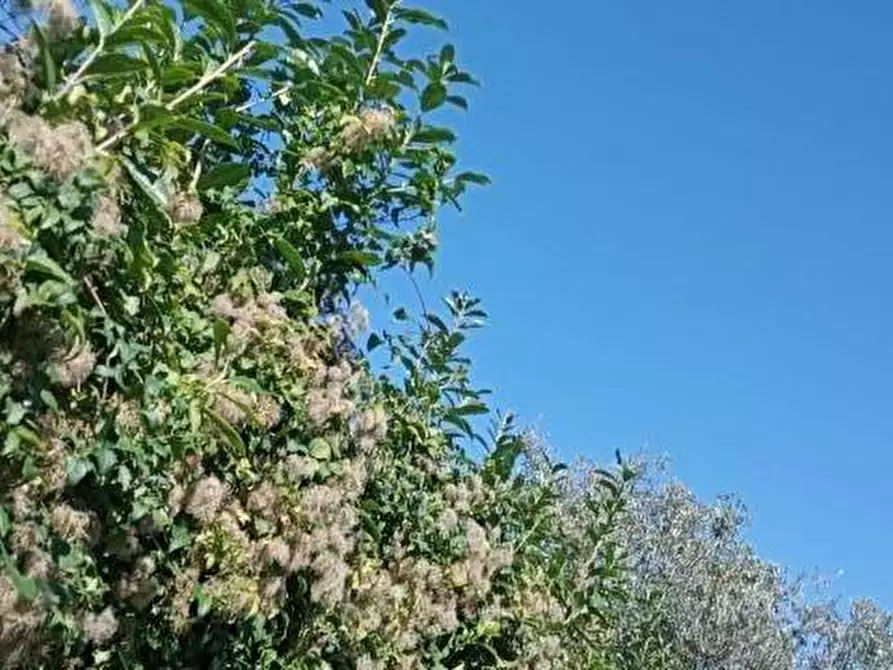 Immagine 5 di Casa indipendente in vendita  a Castello Del Matese